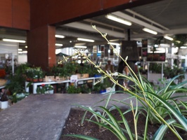 Pflanzenmarkt São Miguel